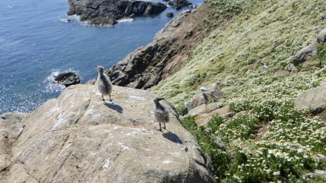 Oisillons de la Mouette