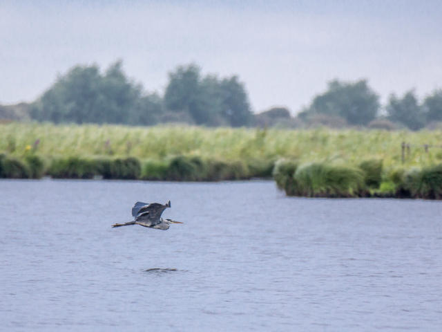 Apero Oiseau Marais De Briere