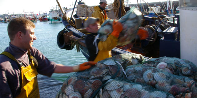 debarquement-de-coquilles-saint-jacques-erquy-jo-rouxel.jpg