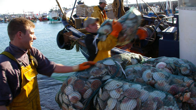 Fête de la Coquille Saint-Jacques - Baie de Saint-Brieuc
