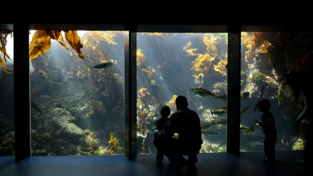 foret-laminaires-pavillon-bretagne-oceanopolis.jpg