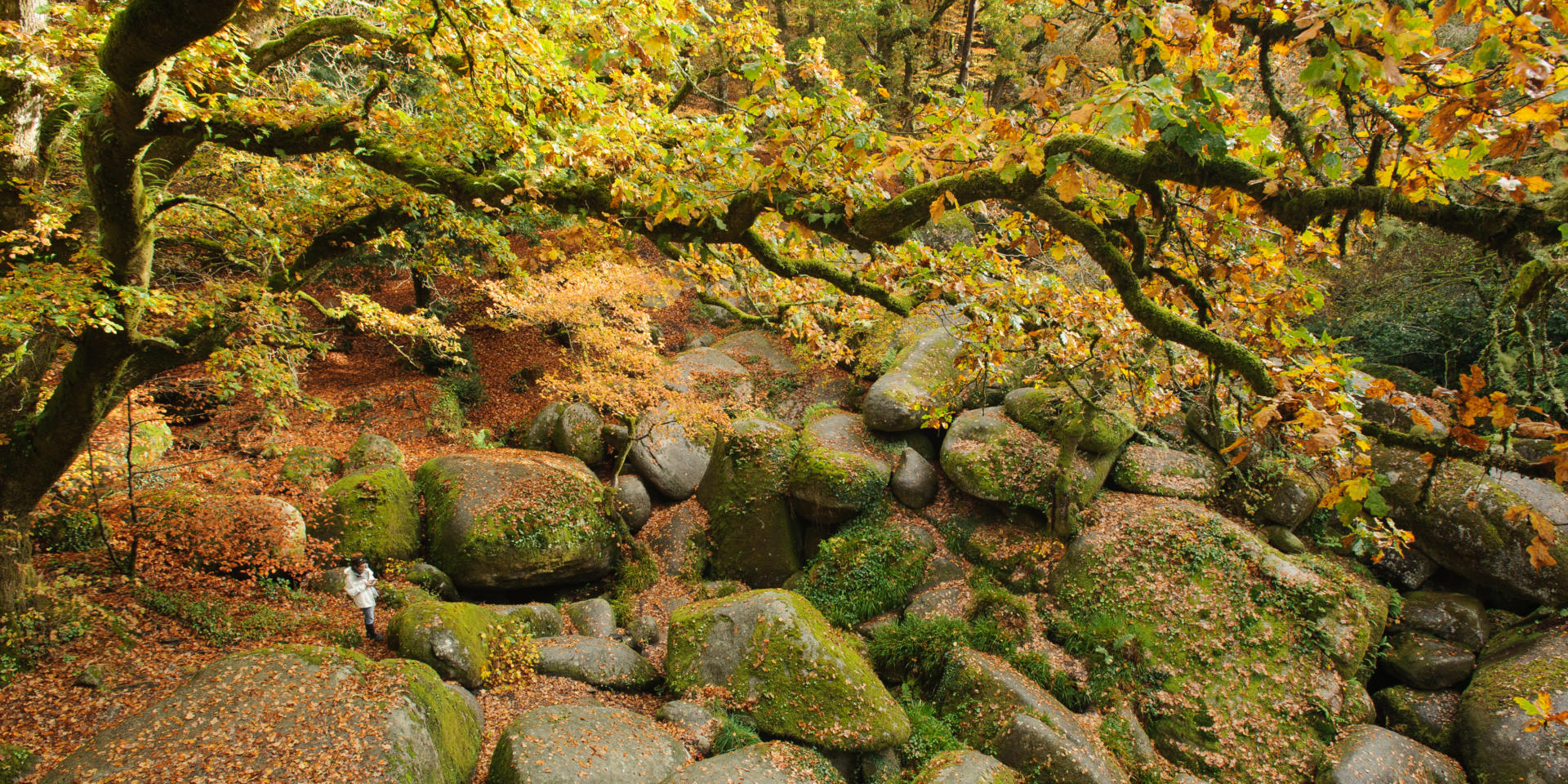 La Foret D Argent La Forêt de Huelgoat | Tourisme Bretagne