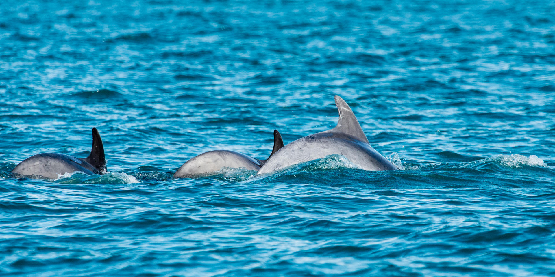 Participez A L Observation Des Grands Dauphins Tourisme Bretagne Participez A L Observation Des Grands Dauphins Tourisme Bretagne