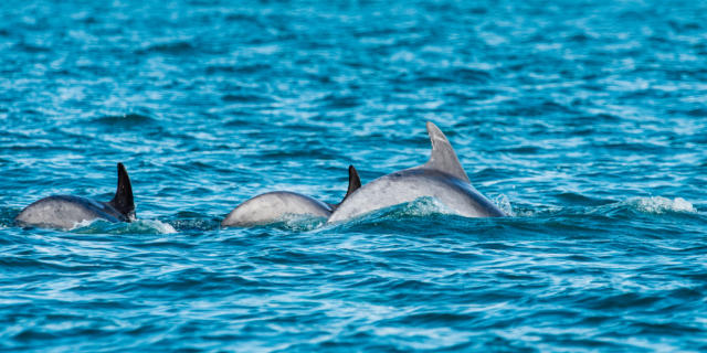 participez-a-l-observation-des-grands-dauphins-10.jpg