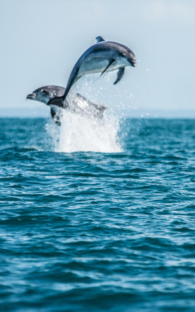 Participez à l'observation des grands dauphins