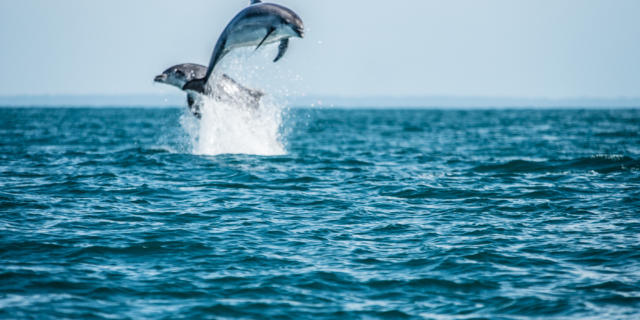 participez-a-l-observation-des-grands-dauphins-9.jpg
