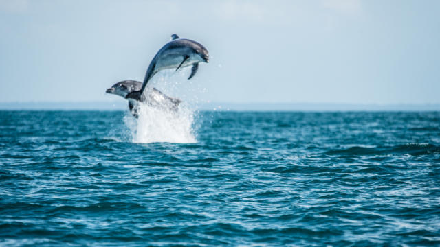 participez-a-l-observation-des-grands-dauphins-9.jpg