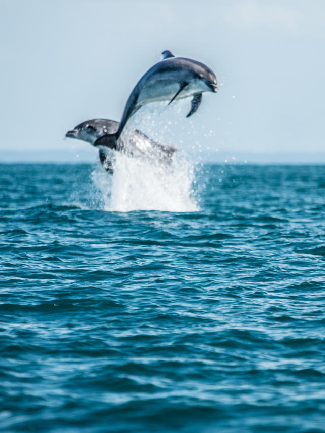 participez-a-l-observation-des-grands-dauphins-9.jpg