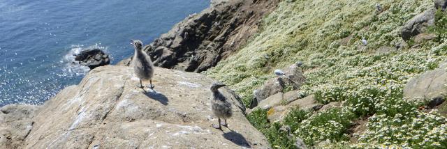 Oisillons de la Mouette