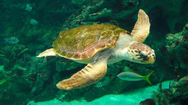 Oceanopolis Brest - Tortue
