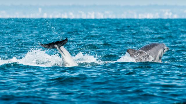 Dauphins