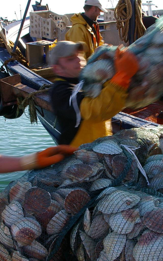 debarquement-de-coquilles-saint-jacques-erquy-jo-rouxel.jpg