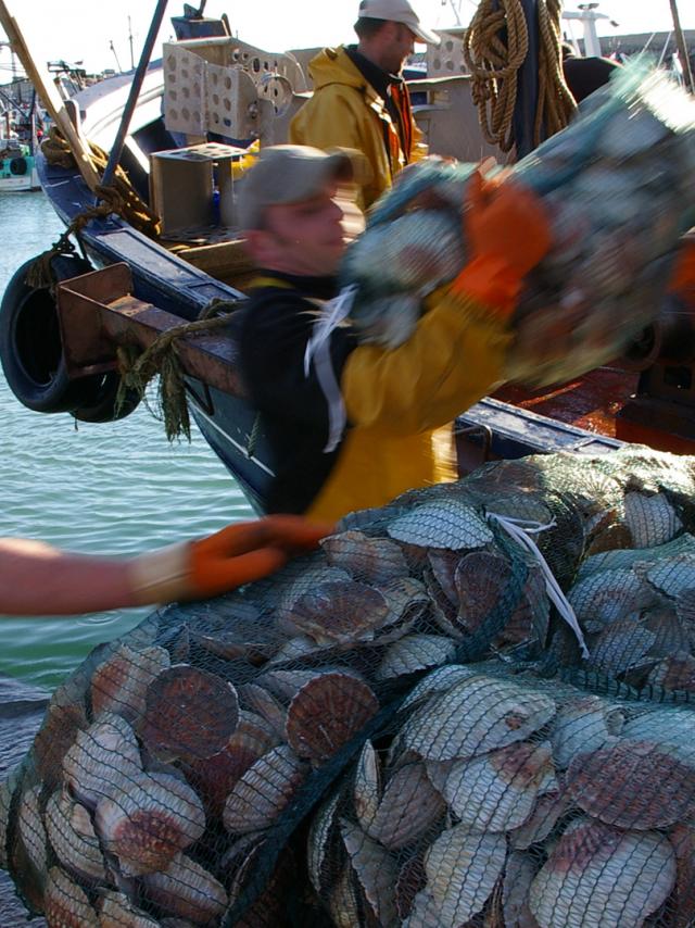 Fête de la Coquille Saint-Jacques - Baie de Saint-Brieuc
