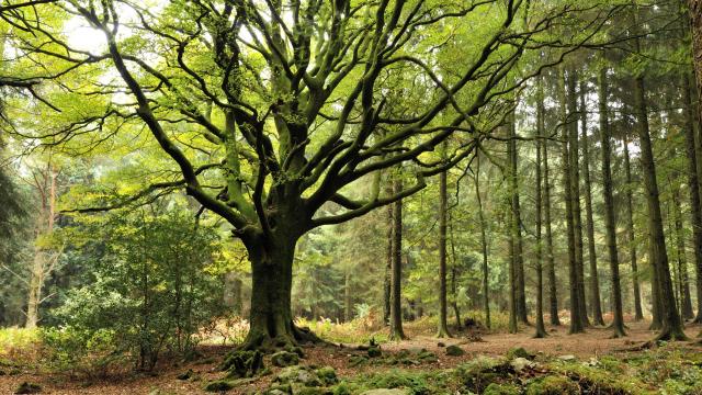Hetre de Ponthus, Forêt de Broceliande - Concoret