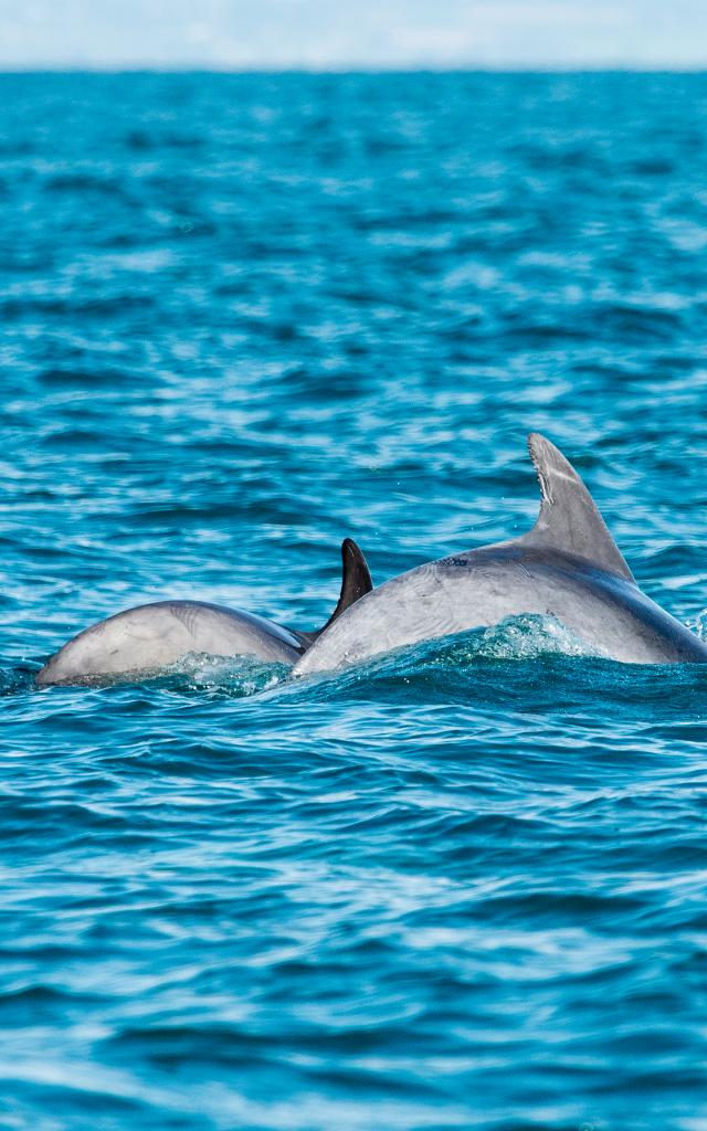 participez-a-l-observation-des-grands-dauphins-10.jpg