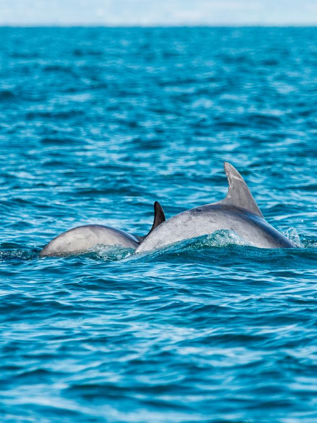 participez-a-l-observation-des-grands-dauphins-10.jpg
