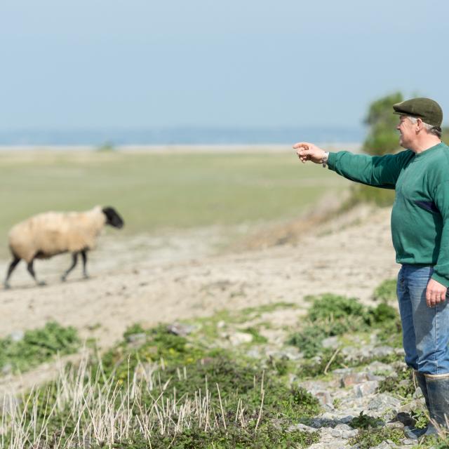 suivez-le-berger-en-baie-du-mont-saint-michel-1.jpg