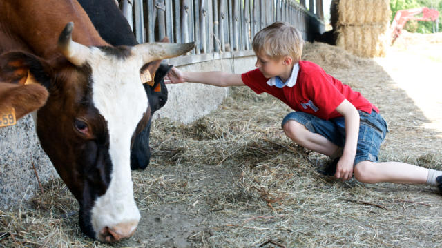 3-a-la-ferme-vaches-studio-diaphane-para1.jpg