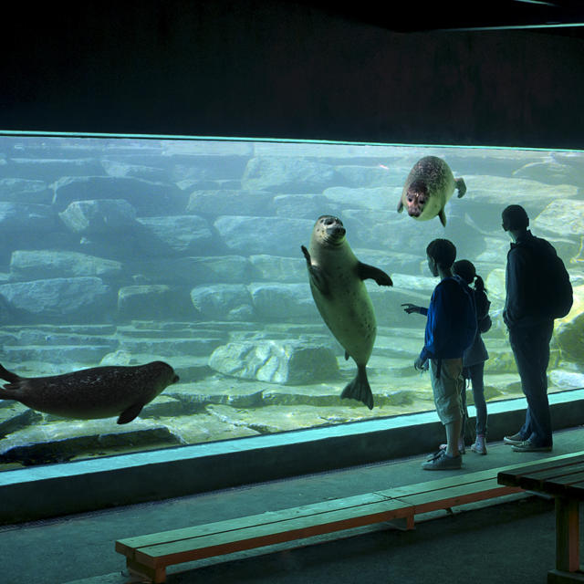 5-branfr-aquavision-phoque-para3.jpg