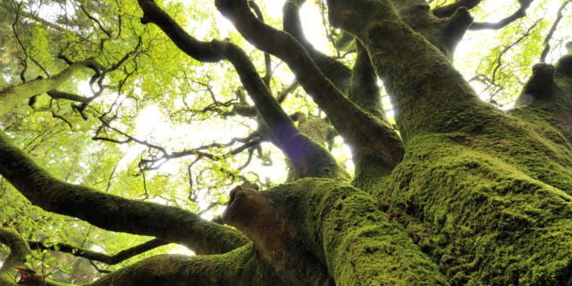Forêt de Brocéliande