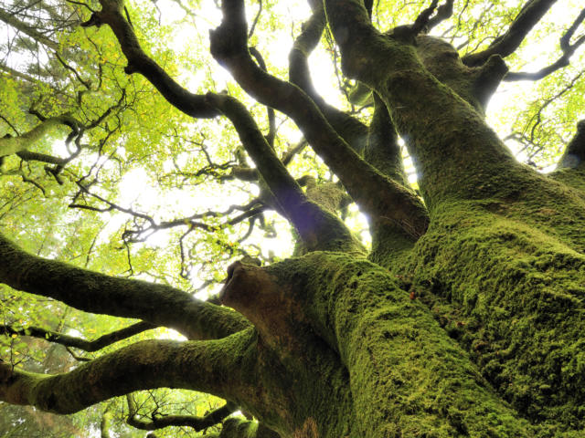 broceliande-6.jpg