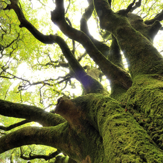 Forêt de Brocéliande
