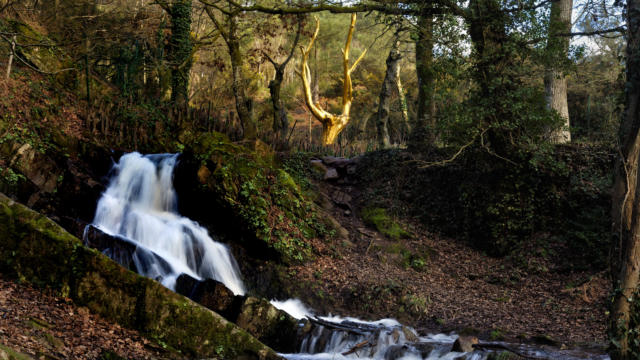 forêt de brocéliande bretagne