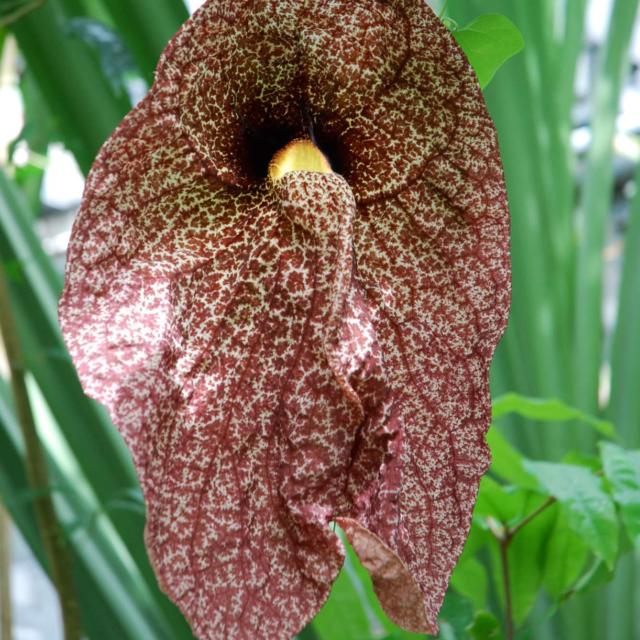 conservatoire-botanique-brest-aristolochia-gigantea-loc-ruellan.jpg