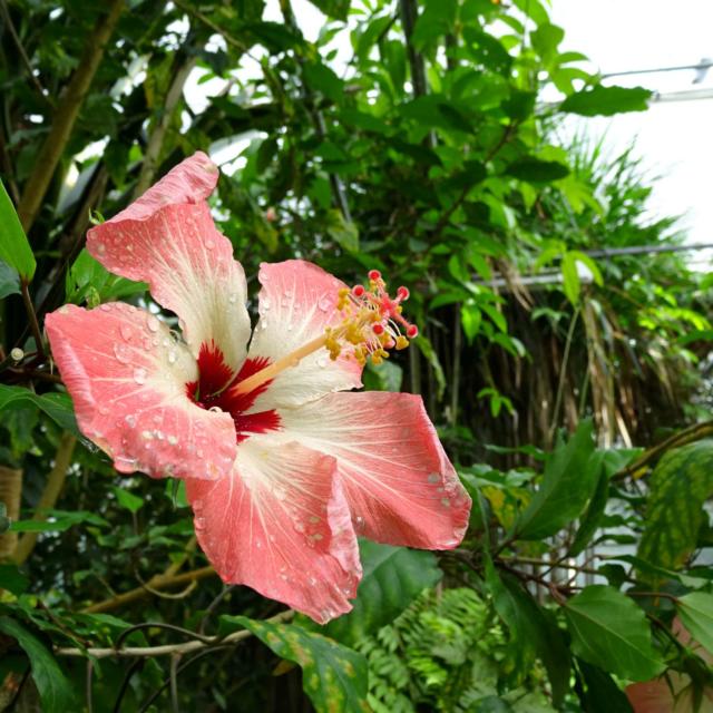 conservatoire-botanique-de-brest-hibiscus-storkii-charlotte-dissez.jpg