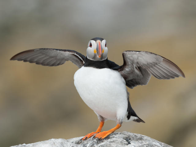 Macareux moine (Fratercula arctica) - La Côte de Granit rose