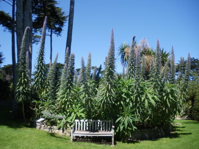 jardin-georges-delaselle-ile-de-batz-massif-echium.jpg