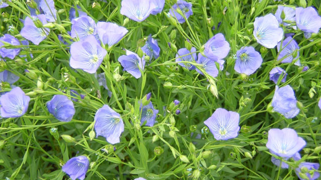 saint-thlo-fleur-de-lin.jpg