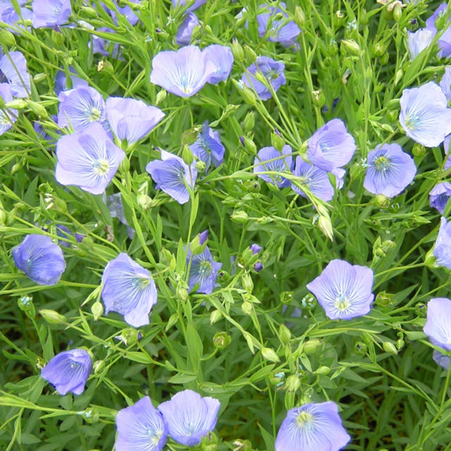 saint-thlo-fleur-de-lin.jpg