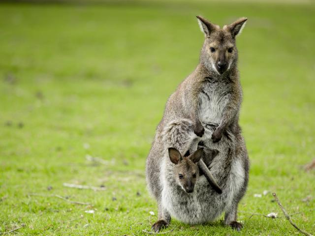 Kangourous au Parc de Branféré - Le Guerno