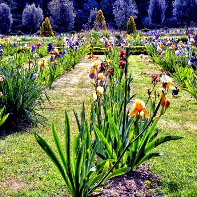 Jardins de Broceliande - Iris - Breal-sous-Montfort