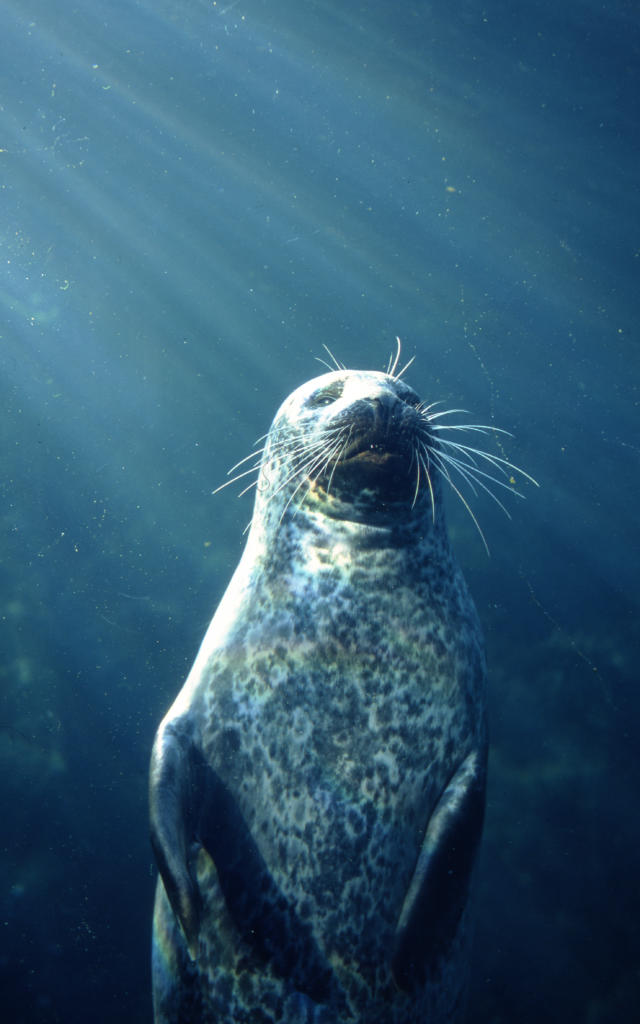 pavillontempere-phoqueveaumarin-oceanopolis-copyright-oceanopolis.jpg