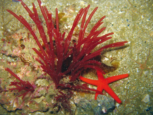 Fonds marins - Baie de Morlaix