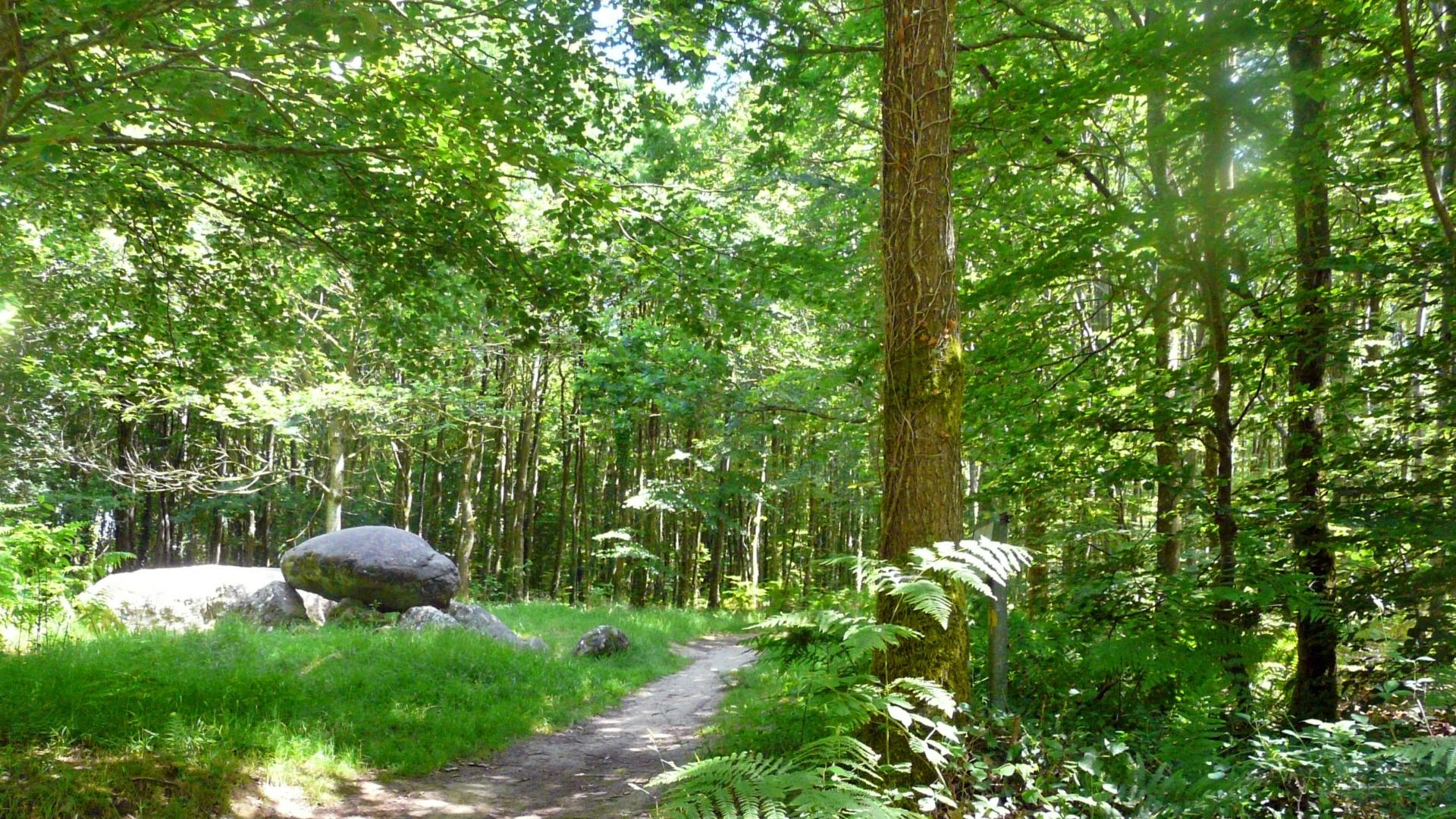 10 idee per passeggiate nella foresta Tourisme Bretagne