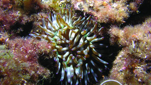Fonds marins - Baie d'Audierne