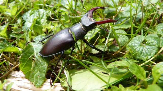 fort-de-gvre-lucane-cerf-volant-onf.jpg
