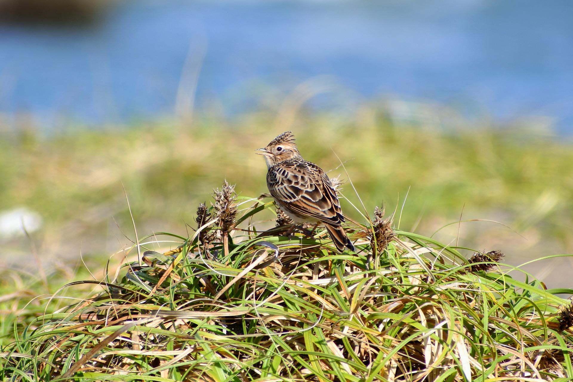 Où observer les oiseaux en Bretagne ? Tourisme Bretagne