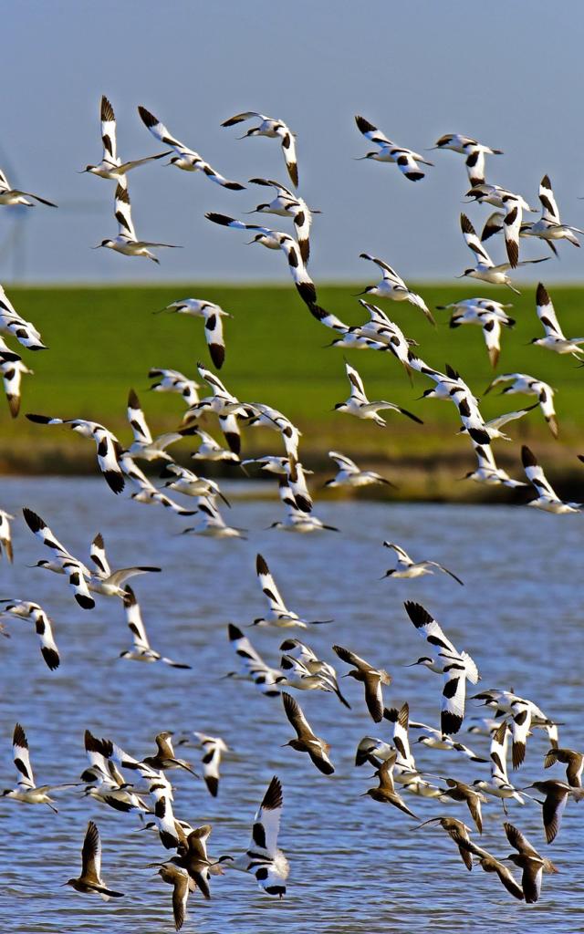 avocettes-elegantes-pixabay.jpg