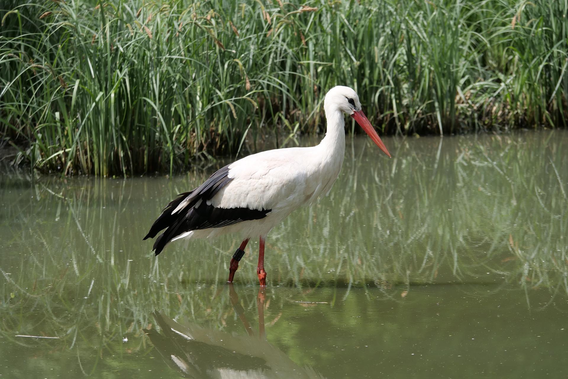Où observer les oiseaux en Bretagne ? Tourisme Bretagne