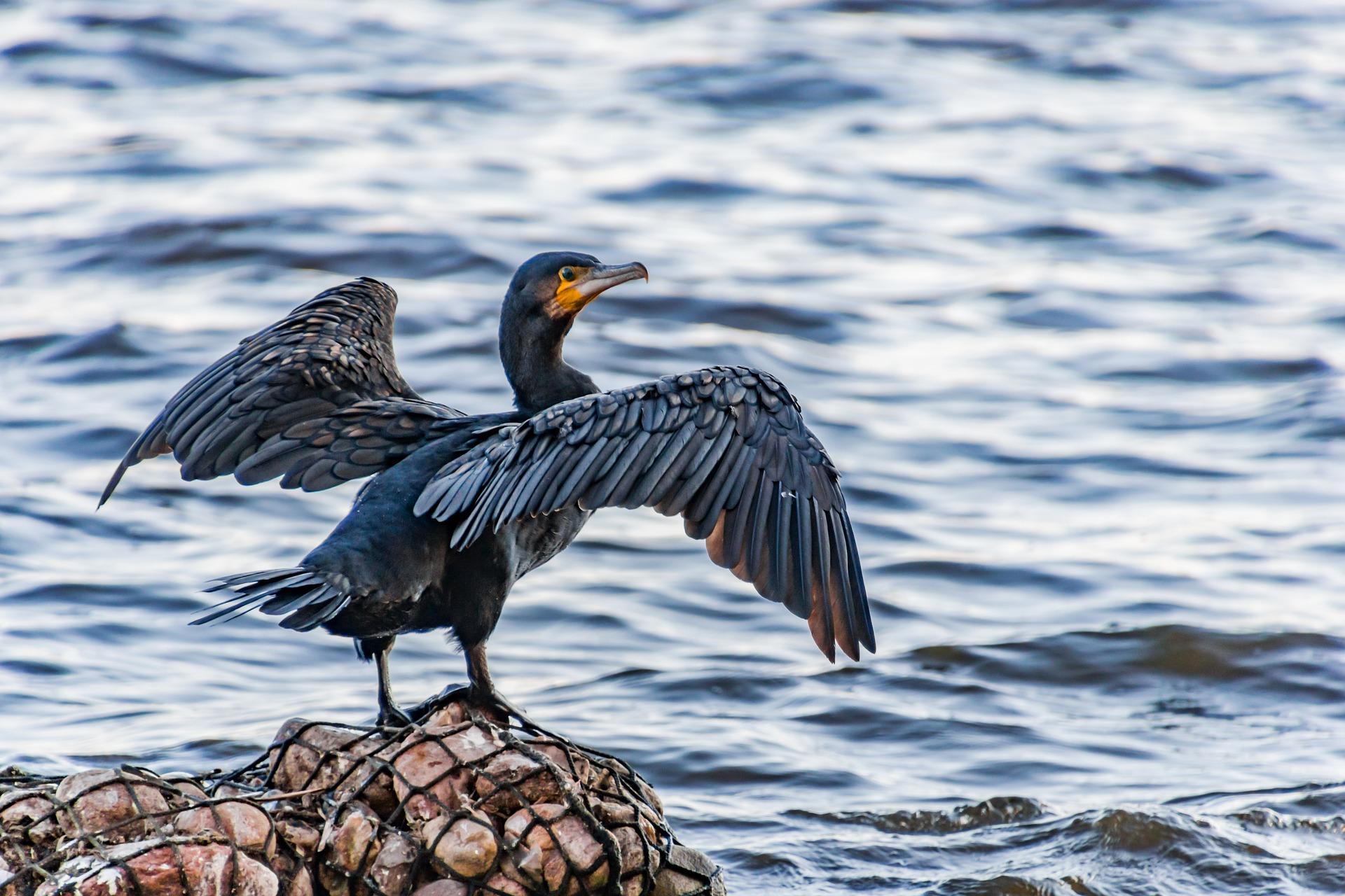 Où observer les oiseaux en Bretagne ? Tourisme Bretagne