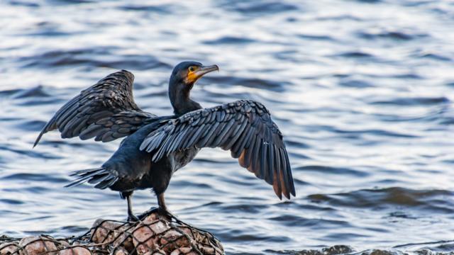 Cormoran