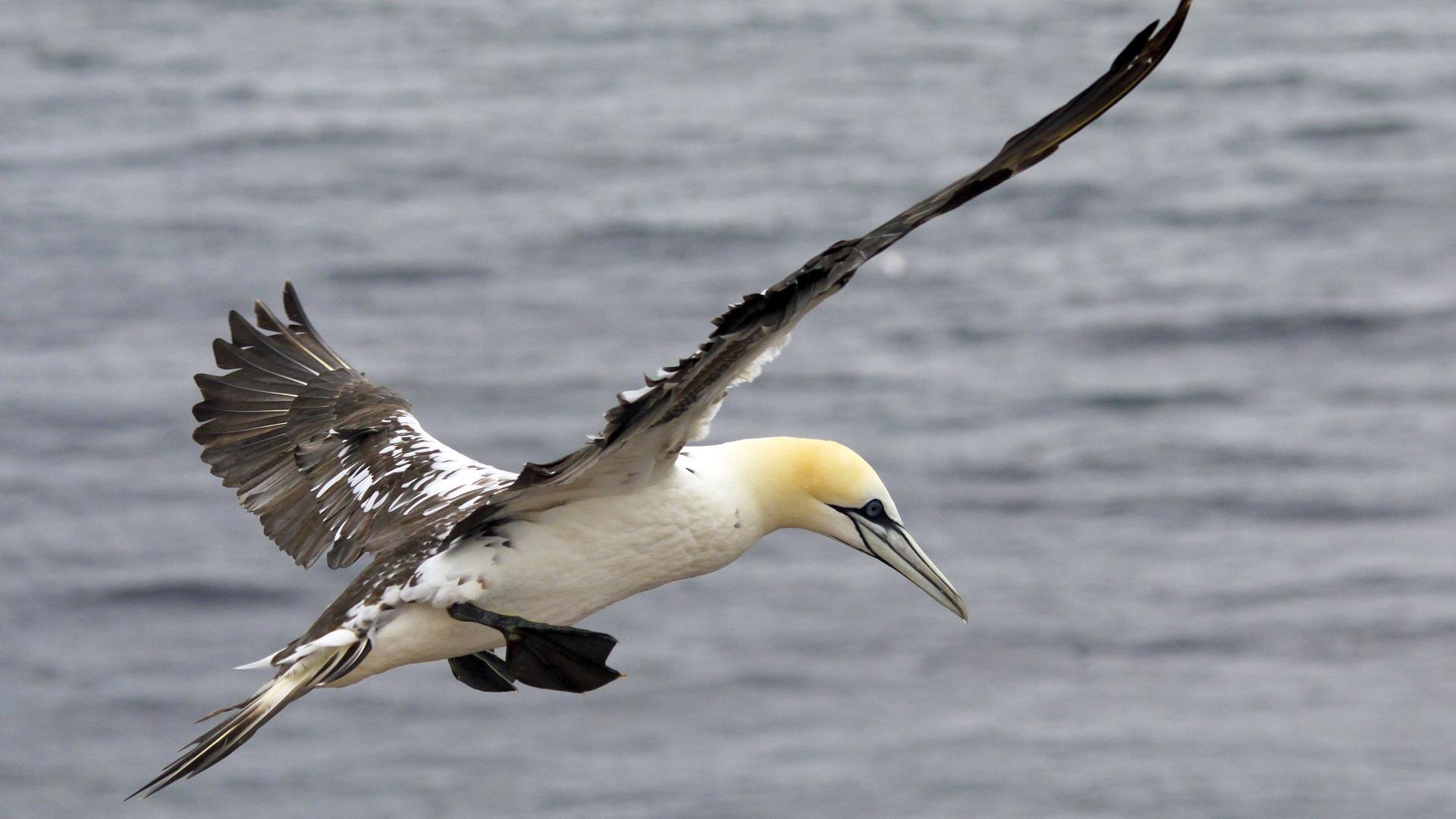 Wo kann man in der Bretagne Vögel beobachten? Tourisme Bretagne Wo kann man in der Bretagne Vögel beobachten? Tourisme Bretagne