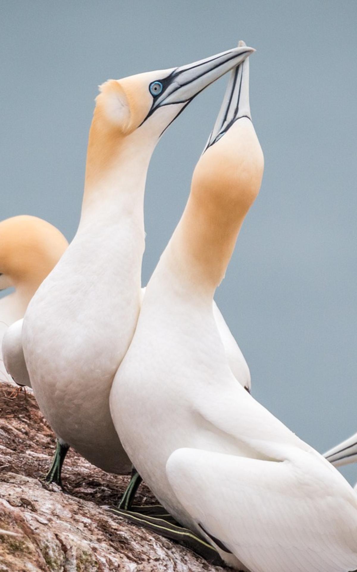 Bird watching en Bretagne les 6 meilleurs spots