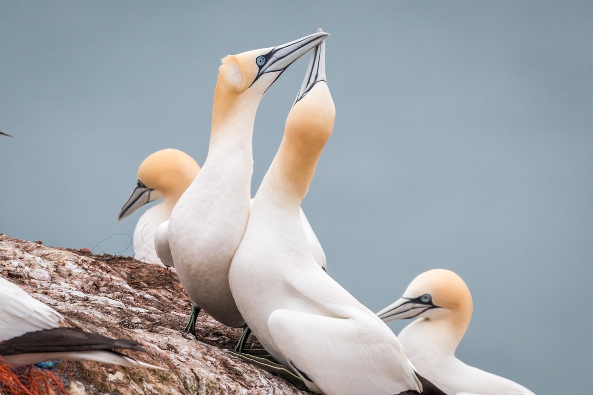 Où observer les oiseaux en Bretagne ? Tourisme Bretagne