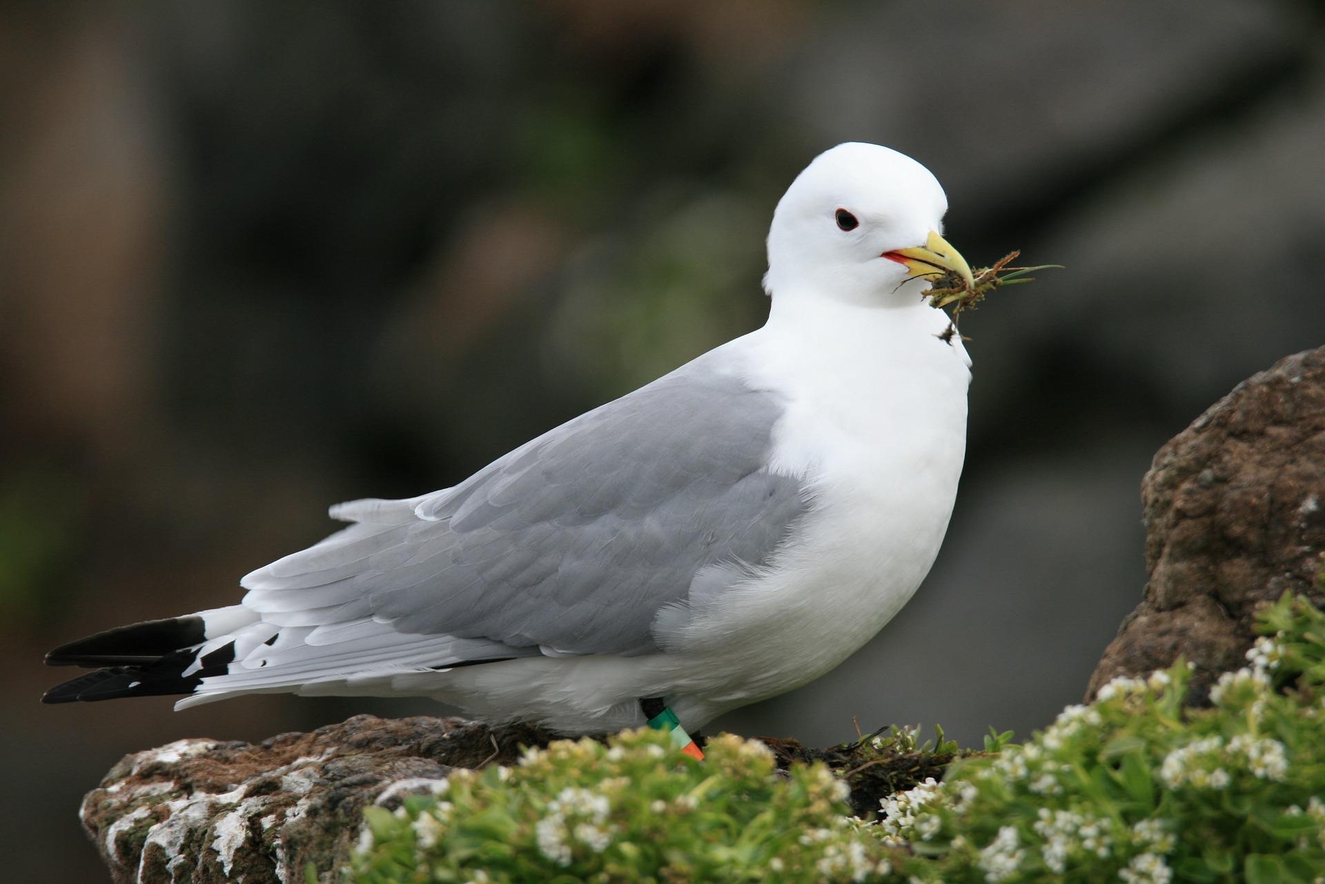 Où observer les oiseaux en Bretagne ? Tourisme Bretagne