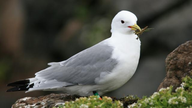 Fulmar Boreal Pixabay